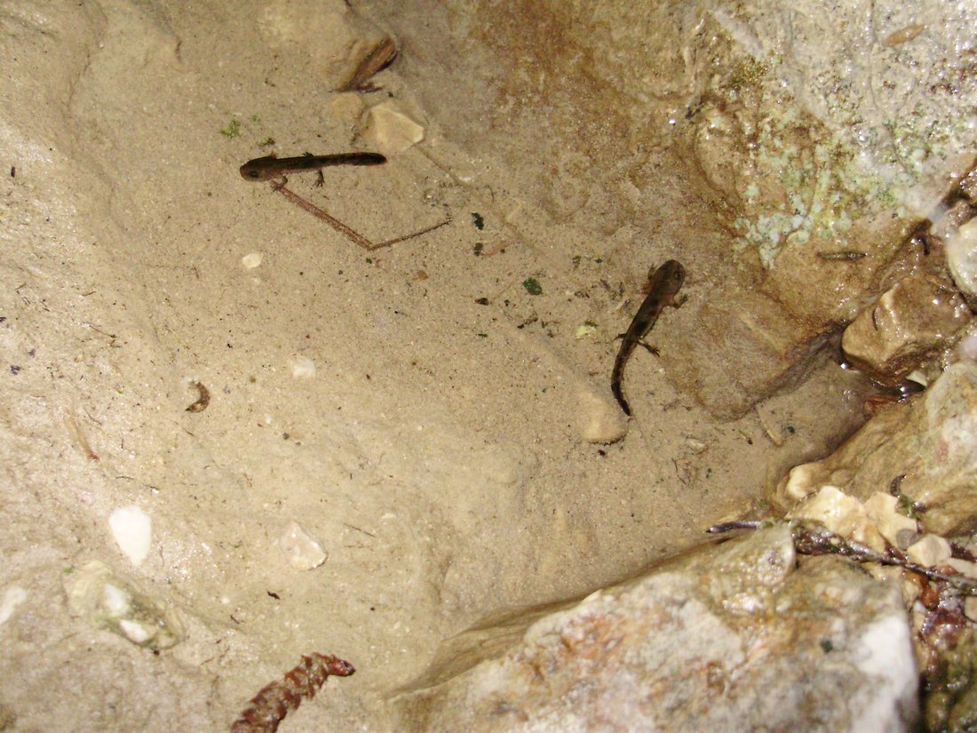 Popolazione di S. salamandra molto numerosa